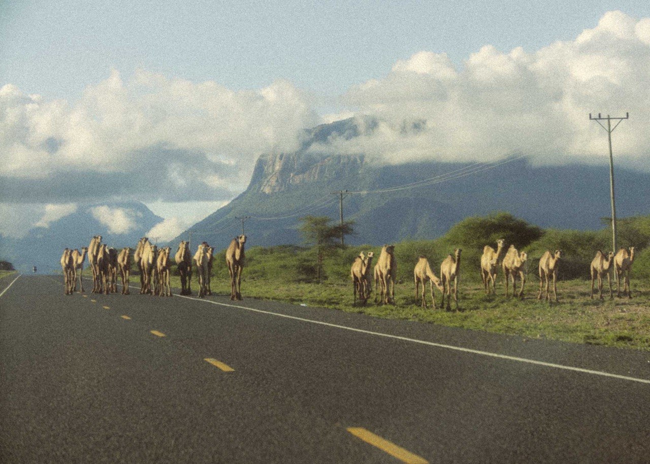 Camels walking along a hazy road as if the road belonged to them.