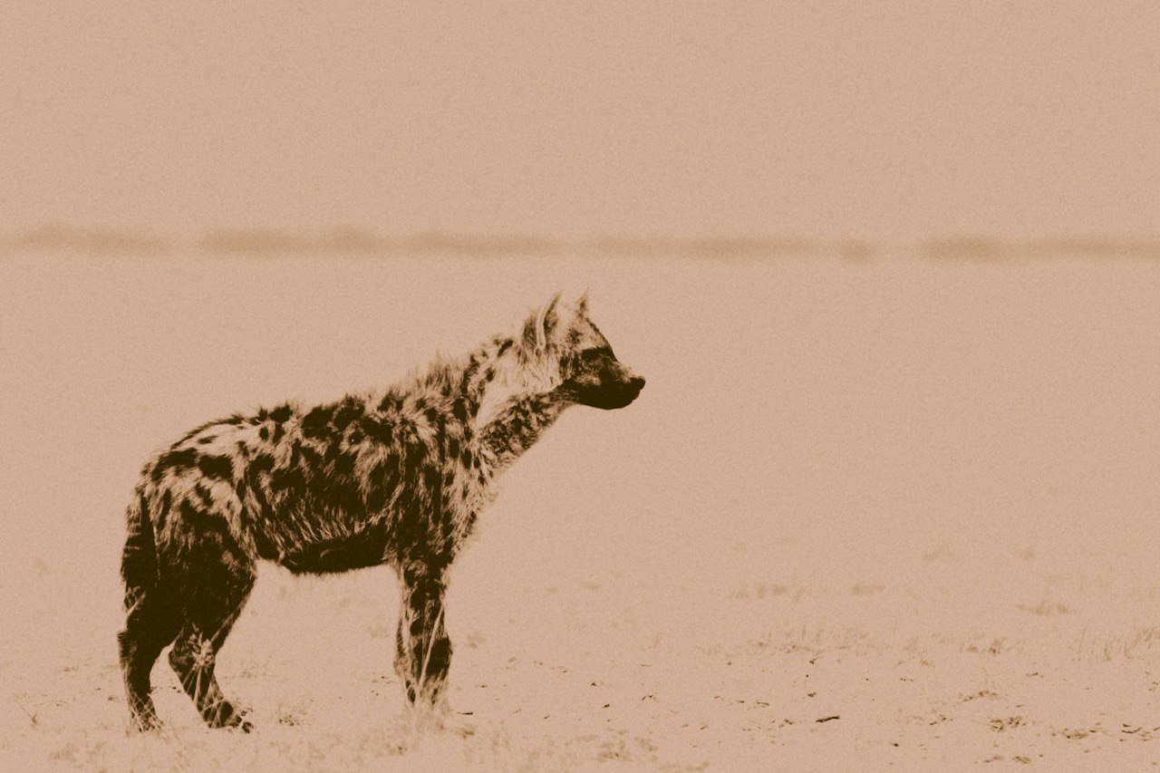 A hyena in profile, caught between watching and deciding.